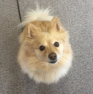 Asheville Dog Training - Service - Crop