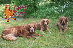 Chaos Cadence Cajun - Image Post