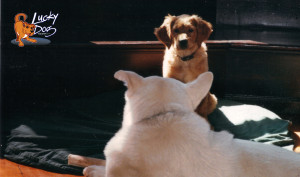 Chaos Matewan Perspective - HiDef - Crop 3 - Logo High