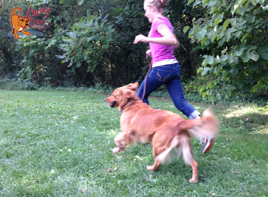 Dog Running Asheville Training