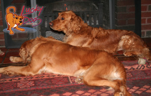 Fireplace Dogs - Image Post Logo