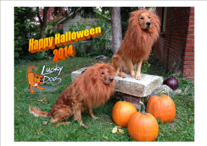 Halloween 2014 - Calypso Cognac Lions Logo