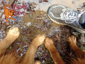 Messy - Feet & Paws - Logo Post Image