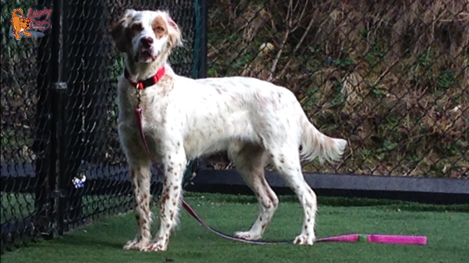 Puppy Dog Training Asheville - Humane Society