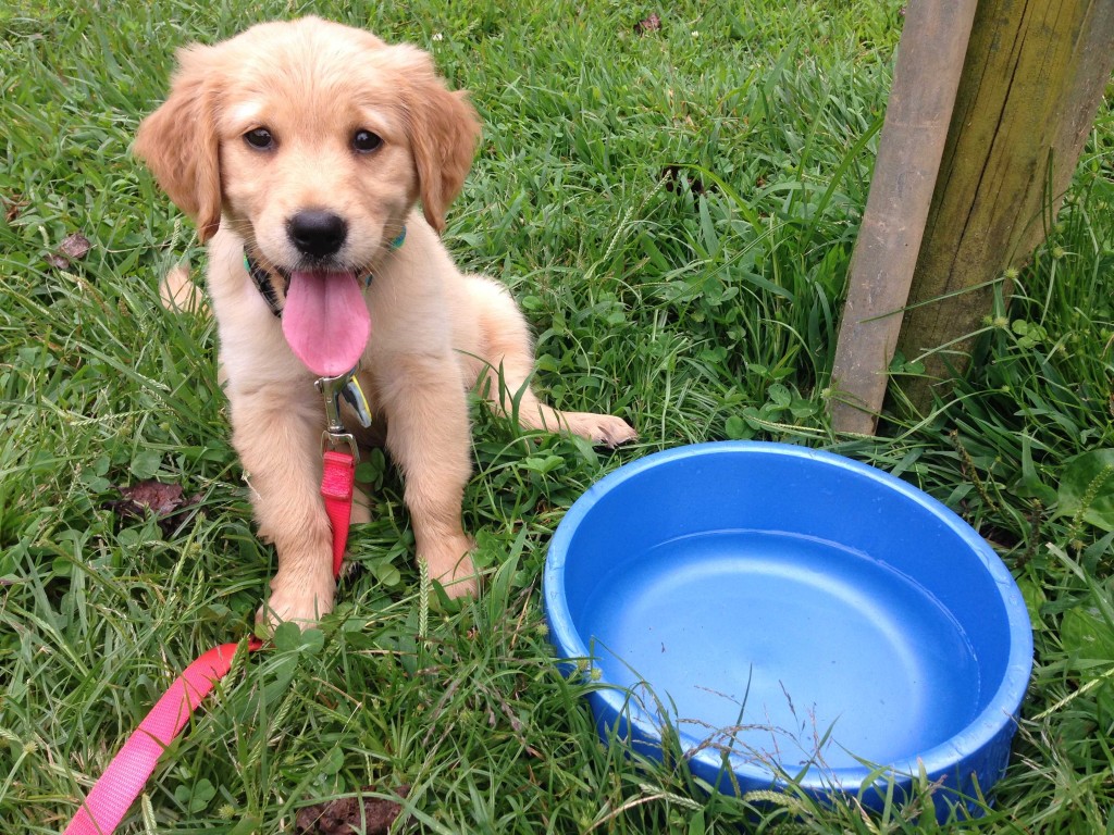 Puppy Training Asheville Water - high