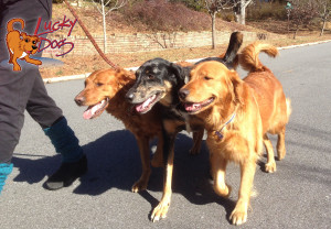 Walking Calypso Lolly Cognac - Crop Logo High