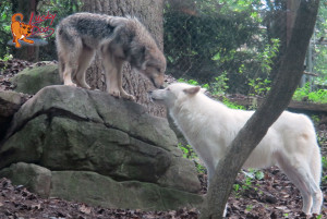 Wolf - Nature Center - crop - Logo High